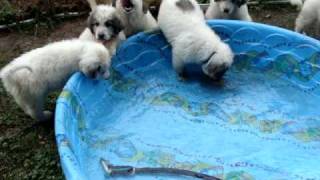 Great Pyrenees puppies in swimming pool [upl. by Elwee]