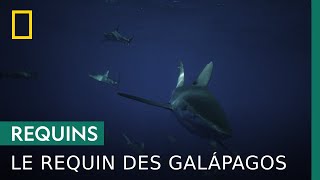 Ce requin a un odorat 10 000 fois supérieur à celui de lHomme [upl. by Yeldar531]