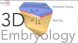 Gastrulation  Embryology [upl. by Lledniuq]