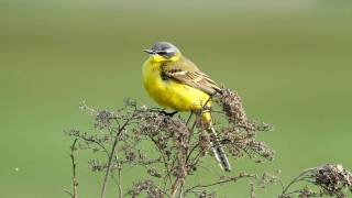 Schafstelze  Yellow Wagtail  Motacilla flava [upl. by Tolland]