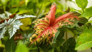 How to Overwinter Caladiums for Next Year [upl. by Francois874]