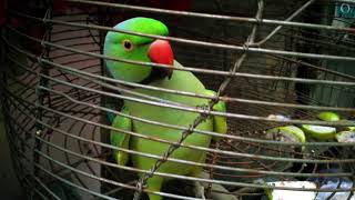 TIA PAKHI  RINGNECK PARROT TALKING  MITHU INDIA [upl. by Aydidey132]