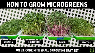 Grow 4 Popular Microgreens on Silicone Small Sprouting Tray Guide [upl. by Kcyred]