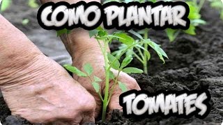 Como Plantar Tomates En Bancal Ensalada  Huerto Organico  La Huertina De Toni [upl. by Isador]