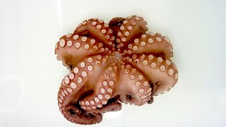 Timelapse Filming Octopus Rot Process 문어 부패 과정 [upl. by Dlanger]