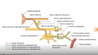 Inervación de glándula lagrimal [upl. by Sivolc]