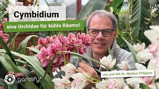 Cymbidium  Eine Orchidee für kühle Räume Kahnorchidee Orchid Wintergarten  gardify Tipps [upl. by Oswin]