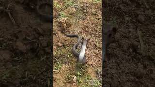 Snake shortvideo youtube shortsvideo youtubeshorts animal shorts shortfight short snake [upl. by Lyrpa312]