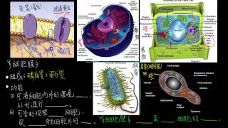 高一生物12觀念13真核細胞的基本構造細胞膜與細胞壁 [upl. by Tyler]