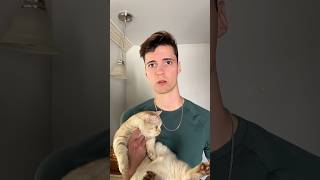 🤷🏻‍♂️ cat cats catsofinstagram catsoftiktok funnycats catsofyoutube catlover [upl. by Kcirderfla401]