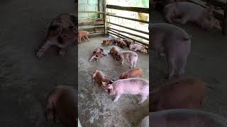 Super cute and healthy piglets farming  Incredible pig breed pig [upl. by Adlai]