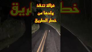 غزالة تنقذ ولدها من خطر الطريق [upl. by Inahpets]