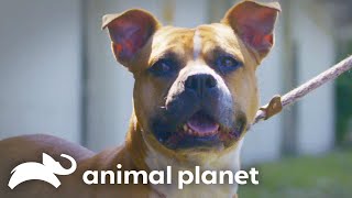 Her Birthday Wish How Adopting a Pit Bull Changed Everything  Pit Bulls and Parolees [upl. by Dnaltroc986]