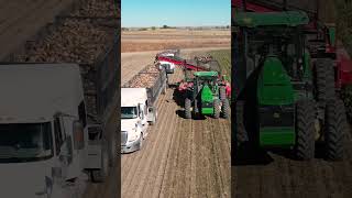 Sugar Beet Harvest in the Platte River Valley at LRK Farms in Western Nebraska Beets JohnDeere [upl. by Areit]