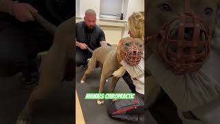 Animals Chiropractic 💚💚asmr dogshorts animals foryou hund chiropractic türkiye [upl. by Darlleen74]