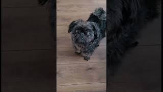 AFFENPINSCHER 101 UNDER 60 SECONDS [upl. by Cottle]