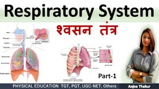 Respiratory System  Organs structure  functions  Anatomy amp Physiology Part1 [upl. by Madoc447]