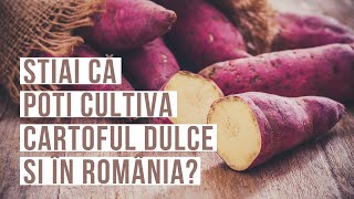 Cultivarea CARTOFULUI DULCE este posibilă și in țara noastră  Totul despre CARTOFUL DULCE [upl. by Egrog]