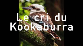 Le cri du kookaburra Oiseau australien [upl. by Ellinad]