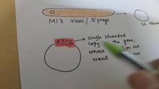 Site directed mutagenesis [upl. by Akinorev]