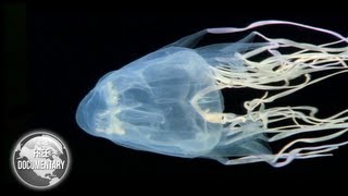 BOX Jellyfish  The Most Dangerous Sea Creature [upl. by Adnolohs]