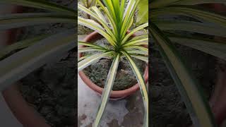 Pandanus veitchiiindoorplant nature gardening garden [upl. by Ttayw]