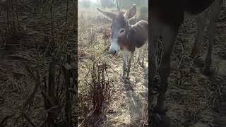 animals donkey youtube channelsubscribe [upl. by Halliday]