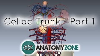 Celiac ArteryTrunk  Part 1  Anatomy Tutorial [upl. by Llenil]