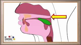 WCLN  The Pharynx and the Esophagus  Biology [upl. by Hui]