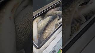 Walleye fest on the big lake lakeerieohio offshoretackle organdonercustombaits walleyefishing [upl. by Neiviv]