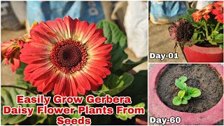 How To Grow Gerbera Daisy Flower Plants From Seeds With Updates [upl. by Cortney]