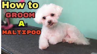 How to Groom a Maltipoo [upl. by Boony]