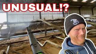 DISINFECTING WITH A LEAF BLOWER Bringing Cattle In Part 2 [upl. by Hanser]