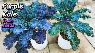 Growing Kale from Seed to Harvest in Containers amp Grow Bags  Step by Step [upl. by Nuawad]