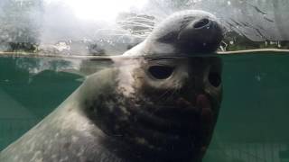 Ostatlantischer Seehunde Harbour Seal at Zoo Saarbrücken in Germany 31082016 [upl. by Arytal]