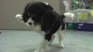 King Charles Spaniel Playtime [upl. by Madaih]