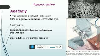 aqueous humor productioncomponentssupressionand trabecular meshwork parts [upl. by Anny]