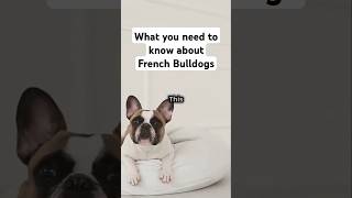 What you need to know about French Bulldogs short frenchbulldog Frenchie [upl. by Eri427]