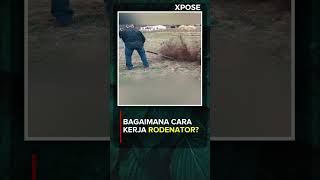 Bagaimana Cara Kerja Rodenator❓ [upl. by Johny]