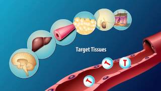 Production and Action of Testosterone [upl. by Ainav]