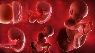 Fetal development month by month [upl. by Zinn]