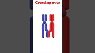 Crossing over animation biology crossingover [upl. by Francisco]