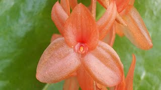 Dendrochilum hampelii  Orchideen erfolgreich pflegen [upl. by Fradin760]