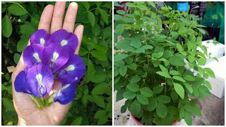 How To Grow Butterfly Blue Pea  Cara Semai Biji Bunga Telang [upl. by Waers]