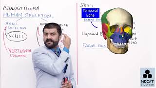 chapter 16Lecture8 Human Skeleton 2ndyear pgc biology [upl. by Tremaine]