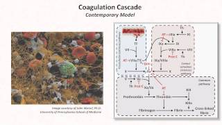 Hemostasis Lesson 3  Coagulation Cascade and Fibrinolysis [upl. by Eirrok728]