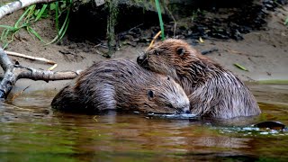 New Home For Our Glenfarg Beavers  Natures Engineers [upl. by Ajnek492]