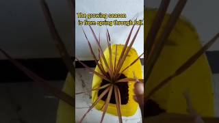 Dracaena marginata plant🌱shorts viralshorts ytshorts trendingshorts youtubeshorts plants [upl. by Adnical]