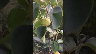 Shinseki and 20th Century Asian Pears are almost ready for harvesting [upl. by Grogan77]