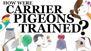 How Were Carrier Pigeons Trained [upl. by Ennaeiluj]